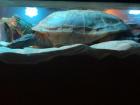 Chinesische Dreikielschildkröte
