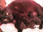 Liebebolle Katzenbabys zu verschenken