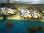 Zwei Gelbwangschildkröten weibl. ca 3 5J. abzugeben