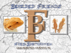 Farb-Bartagamen Nachzuchten