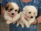 Coton de Tul ar