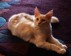 Drollige Maine Coon-Babies suchen bald Familienanschluss