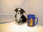 Chihuahua Welpen