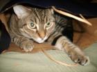 Echte Schmusekatze sucht dringed neues zu Hause
