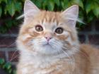 Wunderschöner Deutsch Langhaar Kater red tb mc sucht sein neues zu Hause
