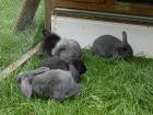 5 Zwerg Kaninchen abzugeben