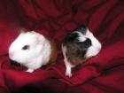 Glatthaarmeerschweinchen US-Teddy/ und CH-Teddy-Träger