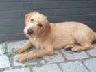 Alli 4 Mon. Magyar Vizsla Rauhaar Mix sucht Zuhause
