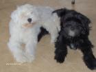 Tibet Terrier Welpen