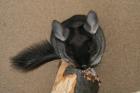 Süße Chinchilla suchen neues liebevolles Zuhause