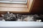 MAINE COON BLUE TABBY