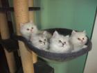 Wunderschöne Perser Babys suchen ein neues zuhause