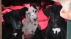 Deutsche doggen welpen
