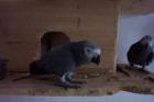 HENNE sucht HAHN . Graupapagei der nicht fliegen kann .