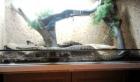 Königsnatter Lampropeltis getula splendida mit Terrarium und Zubehör abzugeben