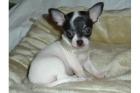 Extra Mini-Chihuahua Weibchen WEISS
