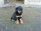 Rottwieler Welpen