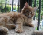 Maine Coon Katerchen darf bald ausziehn