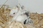Zwergkaninchen und Meerschweinchen