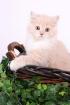 Typvolle Highlander Kitten