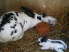 Kaninchen Riesenschecken zu verkaufen