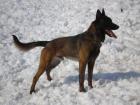 Malinois Welpen mit FCI Papieren