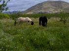 Achtung Pferdeliebhaber - Ranch mit 140. 000qm Land für Pferdezucht