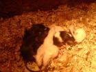 Biete gut genehrte Farb und Futtermäuse aus eigener zucht an