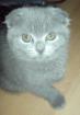 Süße Scottish fold 8 Wochen sucht neues zuhause