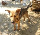Avalon sucht ein passendes Zuhause