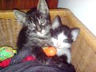 Katze Kater kostenlos abzugeben