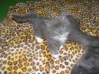 Flauschiges Katzenmädchen sucht ein zu Hause