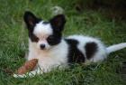 Chihuahuawelpen m. Pap.