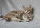 Verschmuste typvolle Maine Coon Kitten