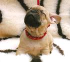 Wunderschöne typvolle Französische Bulldoggen m. Papieren