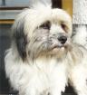 Wuschel Jacob ca. 2 Jahre kastriert sucht schönes Zuhause