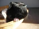 Junge Meerschweinchen männl. /wbl. suchen ein neues zu Hause