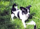 Typvolle Chihuahua Welpen Rüden mit Papieren