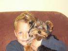 Yorkshire terrier Rüde Biewer von April 2022