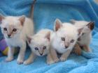 4 SUPER SÜßEN SIAM KATZEN BABYS abzugeben