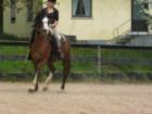 Suche dringen Reitbeteiligung