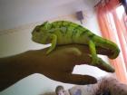 Furcifer Pardalis