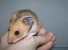 Goldhamster und Teddyhamster