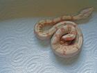 Albino Boa Nachzucht 5/07