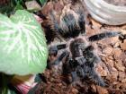 Brachypelma albopilosum Jungtier