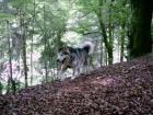 Malamute Husky