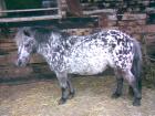 Reitbeteiligung für Shetlandpony in Hamburg-Sasel gesucht