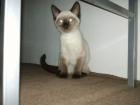 Katzenbaby Thai Katze beige sehr lieb