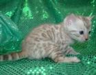 7 männliche und weibliche Bengal-Katzen