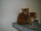 4 Maine Coon Kitten suchen neues zuhause
